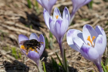 Szafran Spiski krokus wiosna w gorach