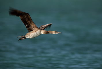 Fototapeta na wymiar Socotra cormorant in flight