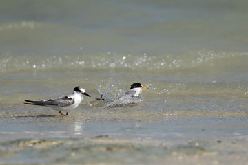 Saunders tern: mother and baby taking bath