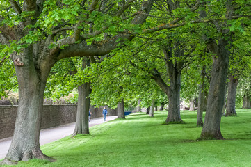 Fototapeta na wymiar Unrecognizable people walking in Edinburgh park with green trees