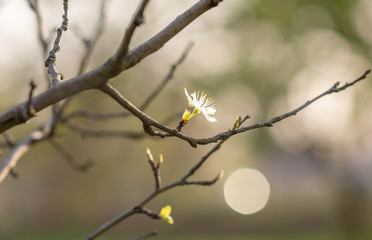 spring tree cherry  branch
