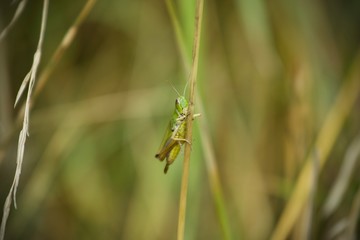 Grasshopper in grass - macro photo
