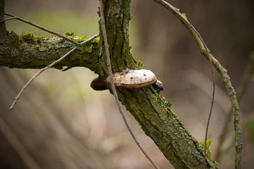 Great photo in nature - mushroom on tree