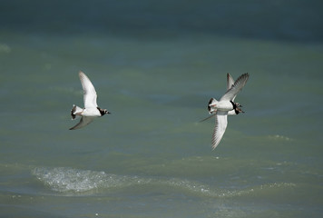 Ruddy Turnstones in flight