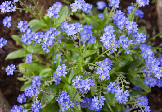 Beautiful blooming forget-me-not flowers in the garden. Myosotis sylvatica blue floral background