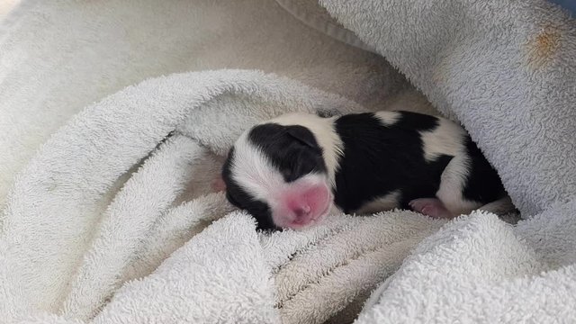 a small black and white Shih-tzu puppy just after birth wrapped in a towel squeaks calling his mother