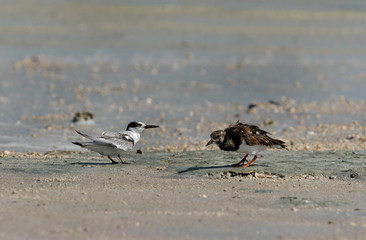 Ruddy Turnstone and juvenile Saunders tern