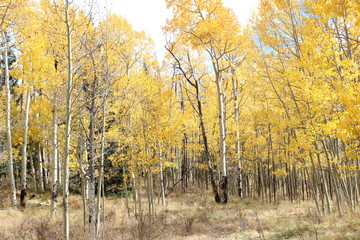 Autumn in the mountains