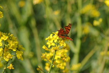 butterfly on yellow flower