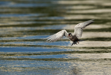 White-cheeked Tern with a catch