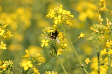 bumblebee on rape flowers