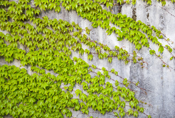 Bright white texture of the city wall with green ivy branches
