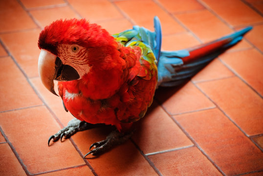 red macaw parrot
