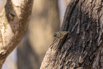 Ruby-crowned Kinglet. In the spring, woodpeckers make holes in a tree from which sweet sap flows.
Other birds also fly to these places, drinking this sweet sap