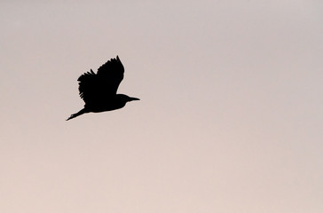 Black-crowned Night Heron silhouette