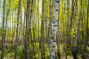 Green Birch Forest in Spring Sunny Day