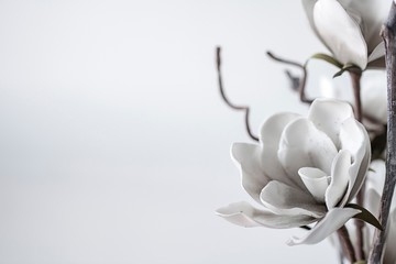 Fototapeta white magnolia flower obraz