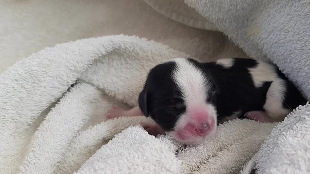 a small black and white Shih-tzu puppy just after birth wrapped in a towel squeaks calling his mother