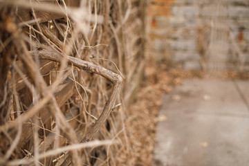 Bend in Vine
