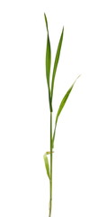 Fototapeta na wymiar Green young spring wheat isolated on white background with clipping path
