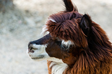 Peruvian Llama. Farm of llama,alpaca,Vicuna in Peru,South America. Andean animal.Llama is South American camelid