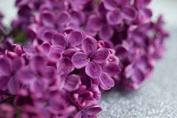beautiful bunch of purple lilac close-up