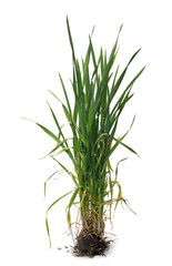 Young, green springtime wheat with soil isolated on white background