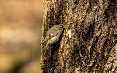 Golden-crowned Kinglet. In the spring, woodpeckers make holes in a tree from which sweet sap flows.
Other birds also fly to these places, drinking this sweet sap
