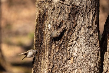 Golden and Ruby crowned Kinglets. In the spring, woodpeckers make holes in a tree from which sweet...