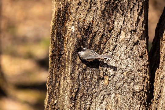 Black-capped Chicadee.  In the spring, woodpeckers make holes in a tree from which sweet sap flows.
Other birds also fly to these places, drinking this sweet sap