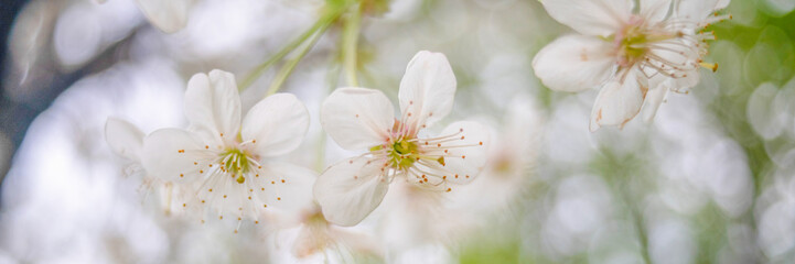 spring flowers on tree branches sunny day