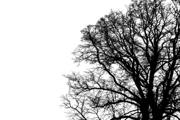 Black silhouette of the branches of a large tree on a white background
