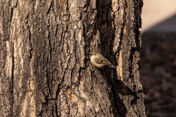Ruby-crowned Kinglet. In the spring, woodpeckers make holes in a tree from which sweet sap flows.
Other birds also fly to these places, drinking this sweet sap