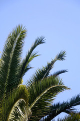 Fototapeta na wymiar Palm tree leaves and bright blue sky. Selective focus.