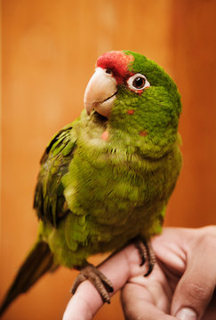 Green Parakeet, Cusco, Peru, South America