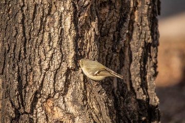 Ruby-crowned Kinglet. In the spring, woodpeckers make holes in a tree from which sweet sap...