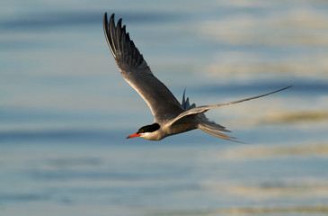 White-cheeked Tern flying during dusk