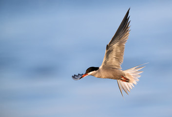 White-cheeked Tern in flight