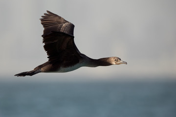 Socotra cormorant flying