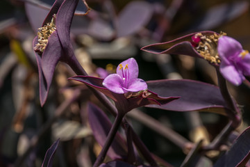 The Purple Heart flower only opens in the morning, it is small but pretty