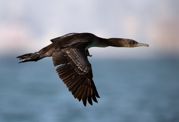 Closeup of Socotra cormorant flying