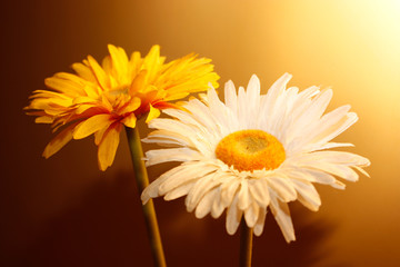 Naklejka premium flores an blanco y amarillo