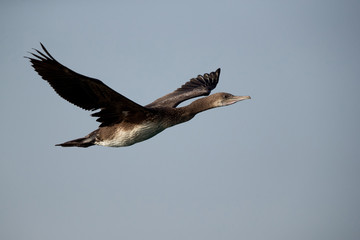 Socotra cormorant in flight