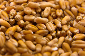 Wheat grains close up. Corn