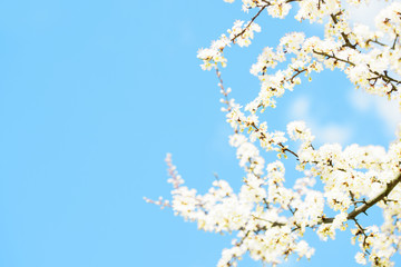 Flowering pink cherry. Sakura in spring close up. Spring concept.Cherry flowers as background. Against the background of blue clear sky