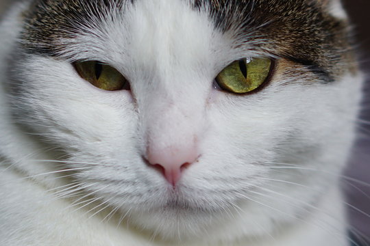 Portrait of a beautiful spotty white cat close up