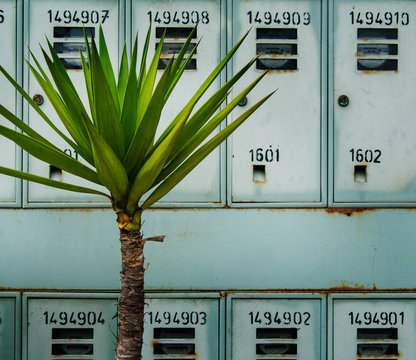 Palm tree with growing in front of mail boxes