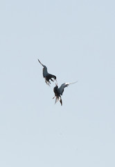 White-cheeked Tern fight in mid air.