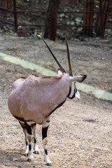 Gemsbok or gemsbok or Oryx gazella in zoo