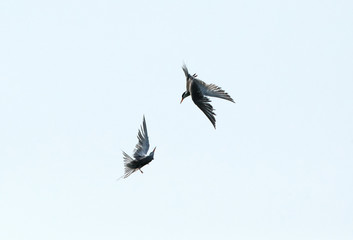 White-cheeked Tern dive  fight and courtship .